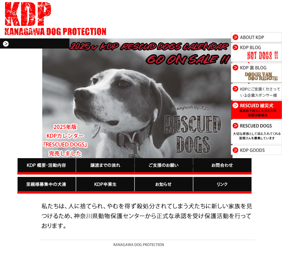 KDP - 神奈川ドッグプロテクションは、人に捨てられ、やむを得ず殺処分されてしまう犬たちに新しい家族を見つけるため、神奈川県動物保護センターから正式な承認を受け保護活動を行っております。